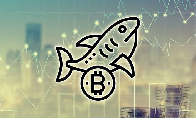 
 Акулы рынка приобрели более 65 тыс. BTC за последнюю неделю		