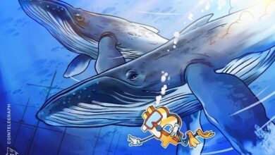 Новые биткоин-киты захватили 50% рынка — CryptoQuant