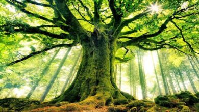 WisdomTree запустила токенизированный фонд с опционной стратегией на блокчейне