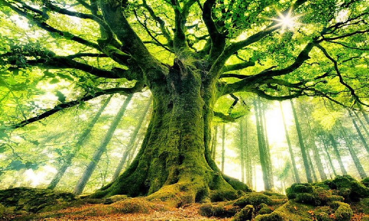 
 WisdomTree запустила токенизированный фонд с&nbsp;опционной стратегией на&nbsp;блокчейне		