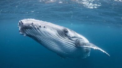 Киты, активно использующие Ethereum, демонстрируют поведение, которого не проявляли в течение последнего года!